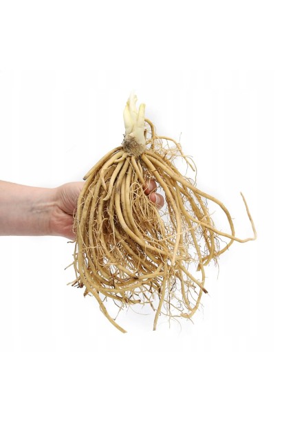 Hosta White Feather коренева